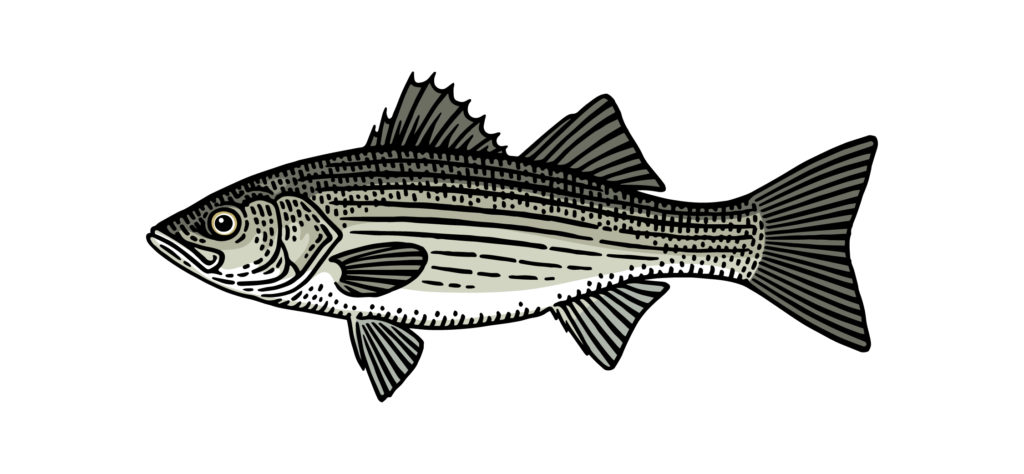 Best Lures for Striped Bass